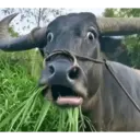 Tiktok 26