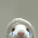 Rata Triste Random 🐀 3