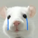Rata Triste Random 🐀 15