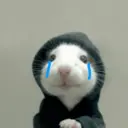 Rata Triste Random 🐀 13