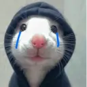 Rata Triste Random 🐀 12