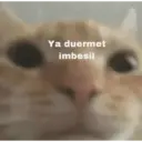 Ya duermet imbesil