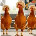 Gallinas bailando 🐔 TikTok 1