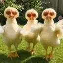 Gallinas bailando 🐔 TikTok 19