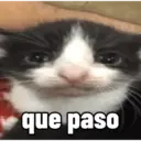 que paso