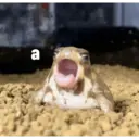 a humtoble frog