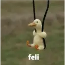 feli