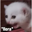 *llora*