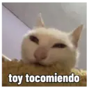 toy tocomiendo