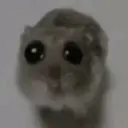 Rata triste Hámster Meme 🐹 25