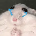 Rata triste Hámster Meme 🐹 23