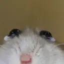 Rata triste Hámster Meme 🐹 27