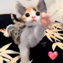 Gatos Moods 3😼❣️ 17