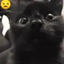 Gatos Moods 3😼❣️ 6