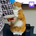 Gatos Moods 3😼❣️ 19