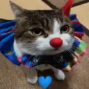 Gatos Moods 3😼❣️ 15