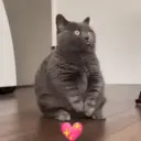 Gatos Moods 3😼❣️ 12