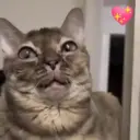 Gatos Moods 3😼❣️ 20