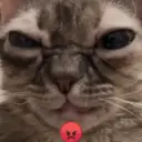 Gatos Moods 3😼❣️ 14