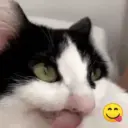 Gatos Moods 3😼❣️ 5