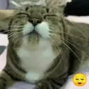 Gatos Moods 3😼❣️ 11