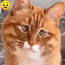 Gatos Moods 3😼❣️ 10