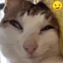 Gatos Moods 3😼❣️ 8