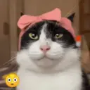 Gatos Moods 3😼❣️ 9