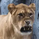 GRRRR ANIMALES 🫣 11