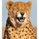 GRRRR ANIMALES 🫣 10