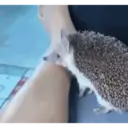 Animales graciosos 9