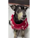 Animales graciosos 16