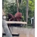Animales graciosos 8