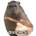 Animales miados 19