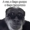 Animales miados 20