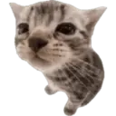 gatos l 18