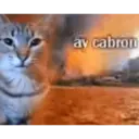 gatos l 16
