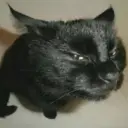 gatos l 11
