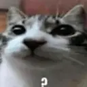 gatos l 23