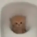 gatos l 13