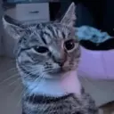 gatos l 6