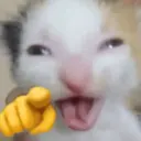 gatos l 10