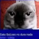 gatos l 20