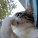 gatos l 21