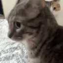 gatos l 8