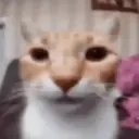 gatos l 15