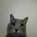 gatos l 19