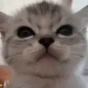 gatos l 12