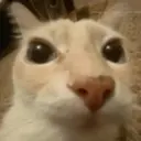 gatos l 9