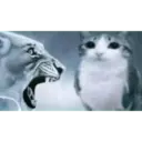 gatos l 14